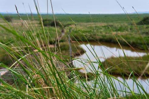 Portsmouth mosquito monitoring, Dover awards: Community news update