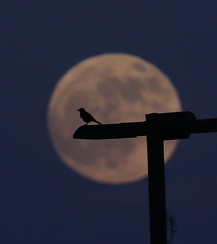 Strawberry Moon: When to see the full moon rise in June 2025