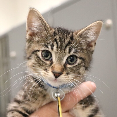 RESCUE ROCKS! 2025 TOUR FOR LIFE® KICKS OFF COAST-TO-COAST ROADTRIP TO SHINE A LIGHT ON ANIMAL RESCUE & ADOPTION