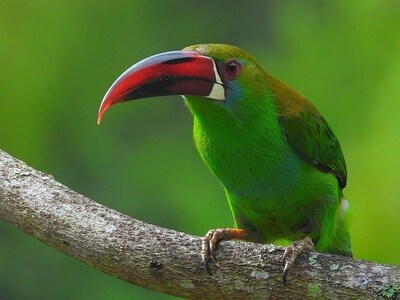 Colombia Breaks Tourism Records and Tops Global Bird Count, again!
