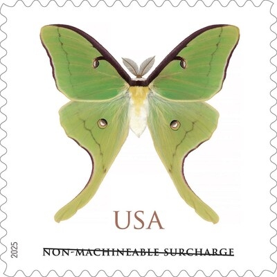 Fly by Night: Catch a Luna Moth Near You