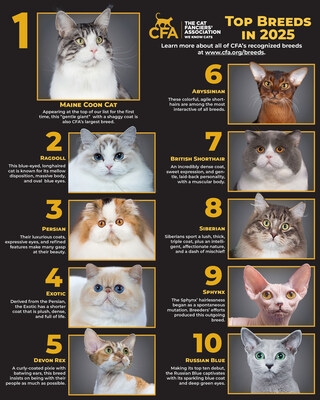 Countdown of Cuteness: CFA Reveals the Top 10 Pedigree at Breeds for 2025!