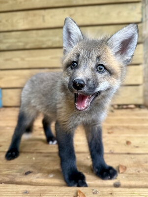 Pawsitive Beginnings expands its animal-assisted therapy network with new partner and fox addition