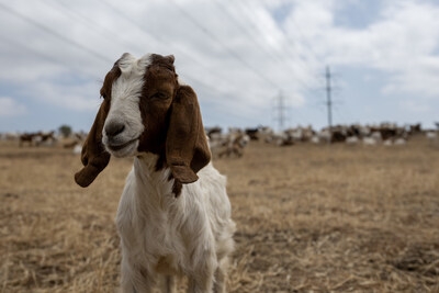 They're Baaaa-ck: SDGE Deploys 300 Goats in San Diego, Launches Instagram to Spotlight Wildfire Prevention Measures