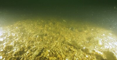 Urgent Call for Marine Protection: The Nature Conservancy Urges Stronger Safeguards and Restoration of Hong Kong's Endangered Oyster Reefs in Upcoming Biodiversity Policy Update