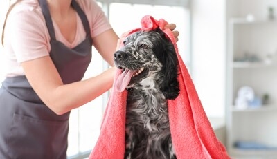 Pet King Brands to Attend GROOM'D 2025