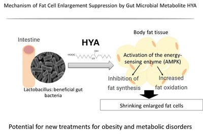 Noster research: Gut bacteria-derived molecule found to shrink fat cells and improve metabolism