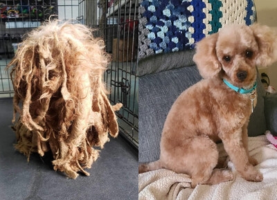 Wahl® Pledges $15,000 to Animal Shelters, Calls on Public to Choose Top Rescue Dog Transformation