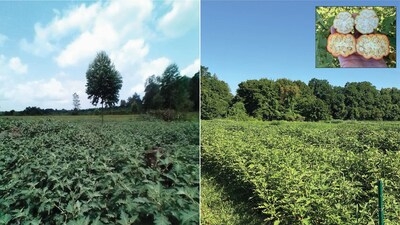 CSHL and global collaborators map Solanum pan-genome