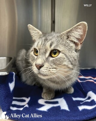 Alley Cat Allies Reaches 5000 Cat Milestone in Atlantic County, NJ Trap-Neuter-Return and No-Cost Cat Food Collaboration