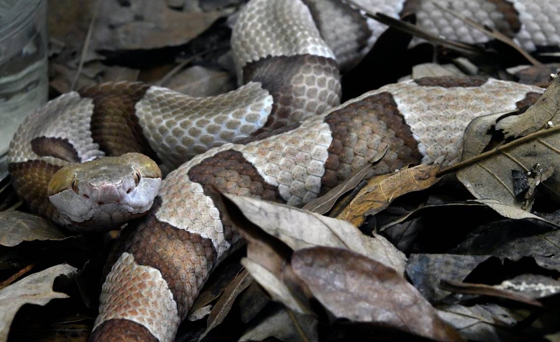 Explore 7 stories demystifying NC copperheads and other snakes