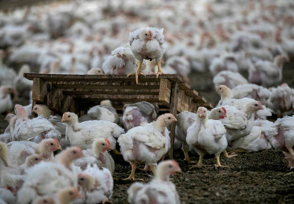 Bird flu detected in North Carolina turkey flock, Agriculture Department says