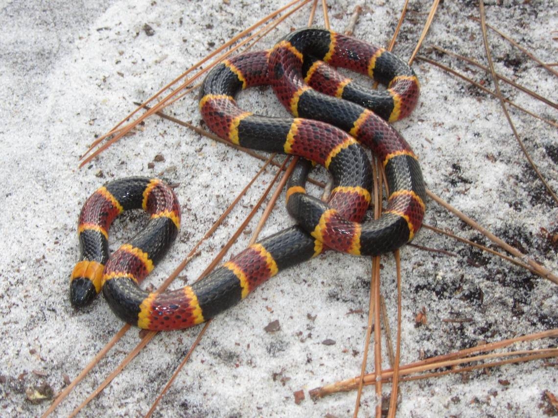 Snakes, pollen, wildfires: 8 stories on how to stay safe in NC this summer