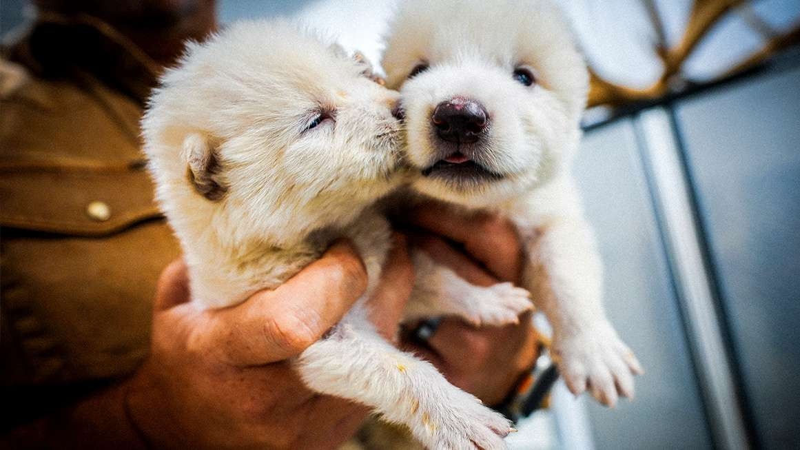 Photo: Dire Wolf De-extinction