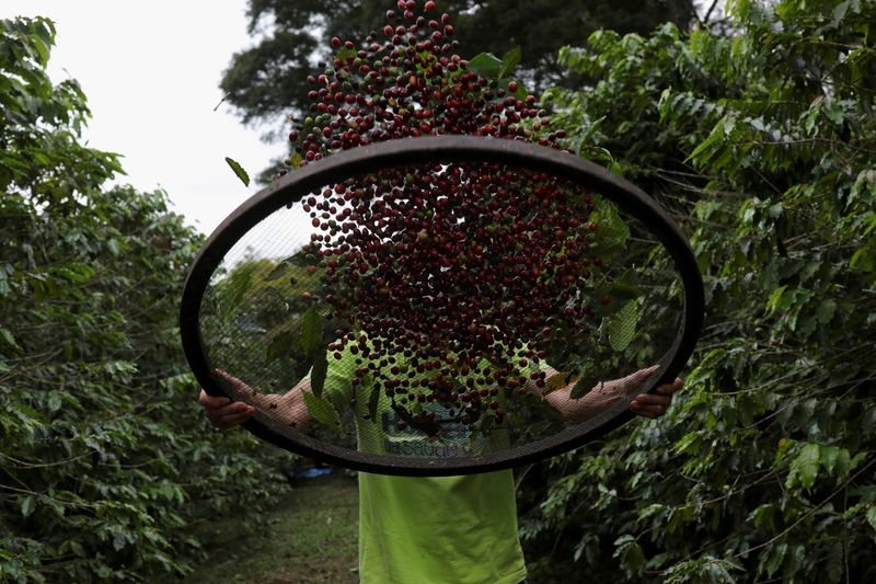 Brazil coffee exporters glimpse opportunity amidst U.S tariffs