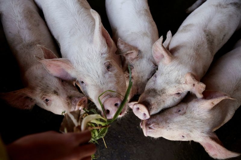 China wants slimmer pigs