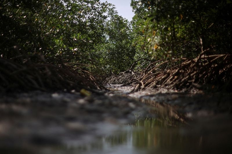 Exclusive-Brazil in talks with TPG, Brookfield over $4 billion climate finance push
