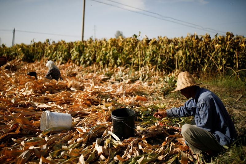 China ramps up GM corn planting, but state controls, patchy trials keep industry guessing