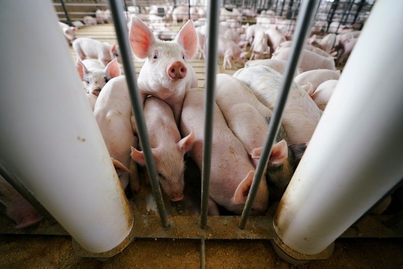 Pigs can't fly: US high-end livestock breeders lose millions in China tariff fallout