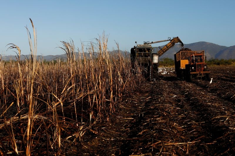 Cuban sugar production falls further, rattling rum makers