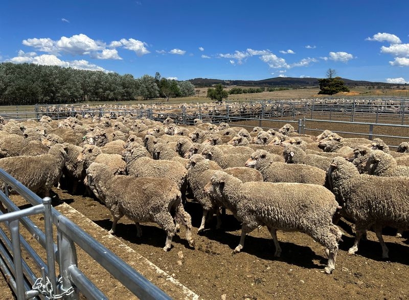 Australia cashes in on record sheep prices as meat exports surge