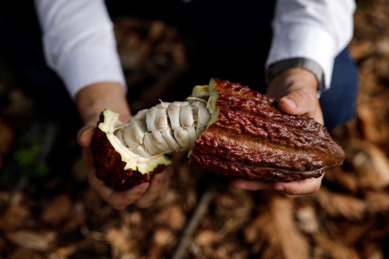 Brazil's would-be cocoa king aims to revolutionize industry with giant farm