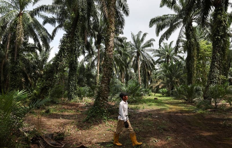 Old trees and ageing farmers worsen outlook for top palm oil exporters