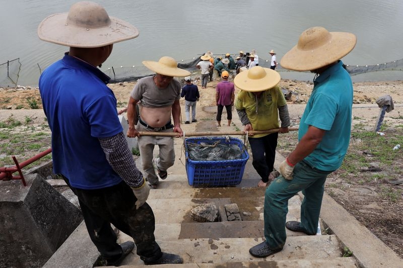 Caught in the tariff net: U.S. trade war threatens Chinese fish town