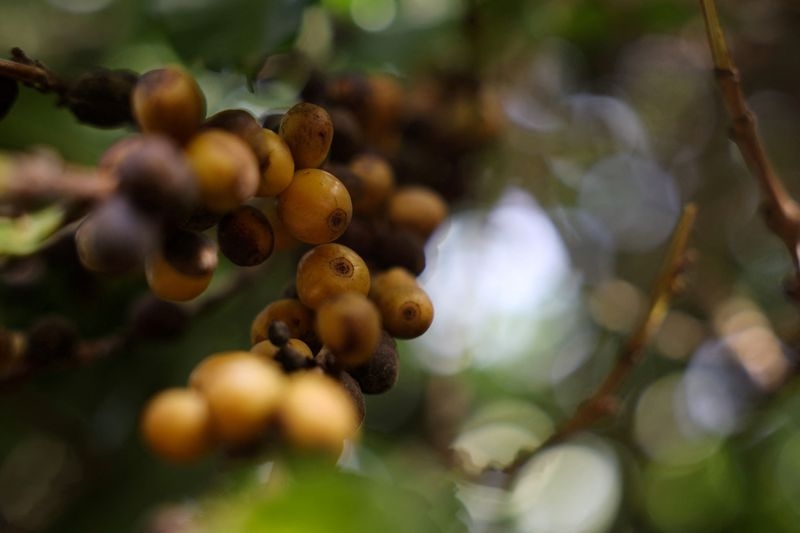 Analysis-Trump's 50% Brazil coffee tariff expected to rejig trade, send more beans to China