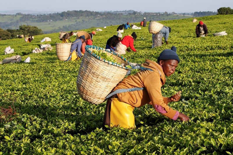Kenya land standoff sends warning to foreign-owned tea estates