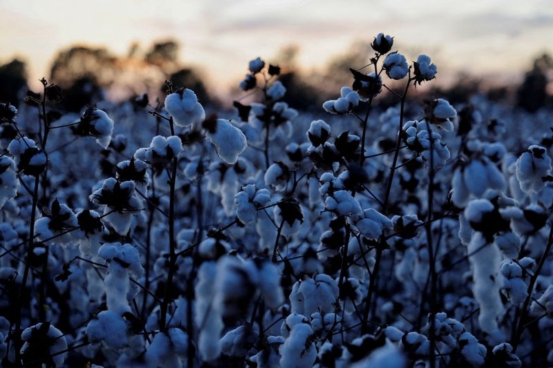 US cotton exports to India rise on lower prices, tariff uncertainties