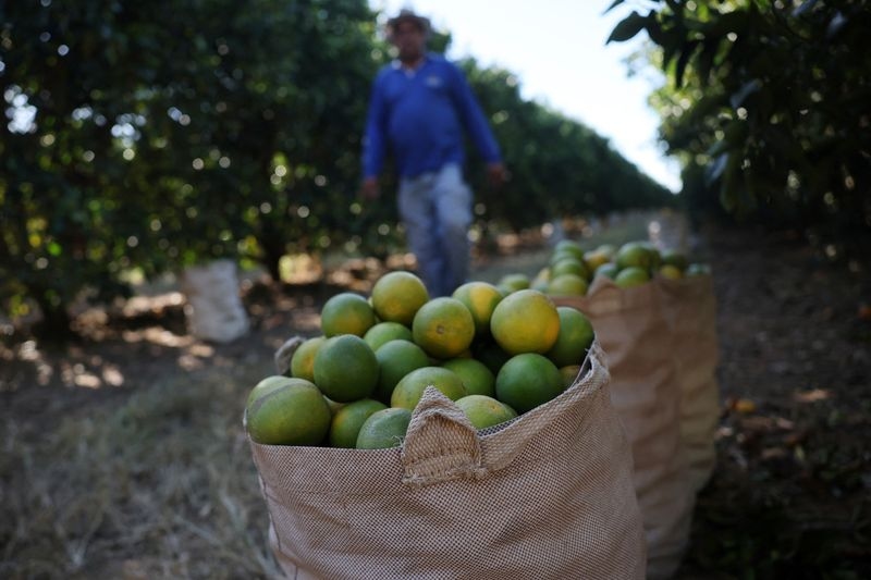 Trump tariffs wreaking havoc in Brazil's citrus belt