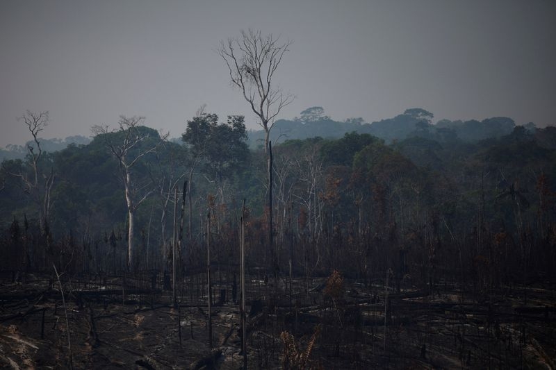Santander, BNDES back Mombak reforestation, drawing on Brazil climate fund