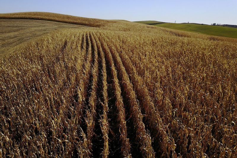 Thailand will cut tariffs on US corn imports, minister says