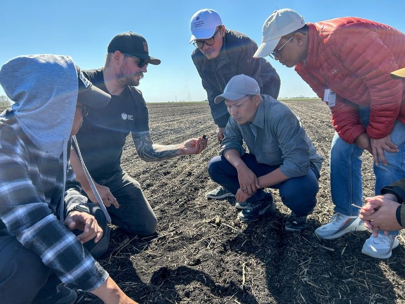Tariffs on canola seen supercharging Canadian farmers' shift to spring wheat