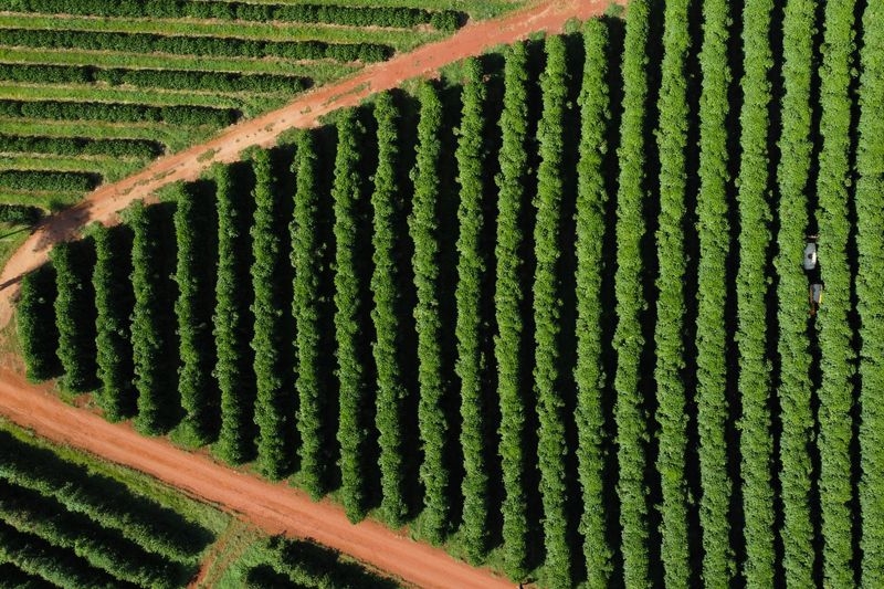 Brazil's coffee farmers turn to costly irrigation to quench global demand for the brew