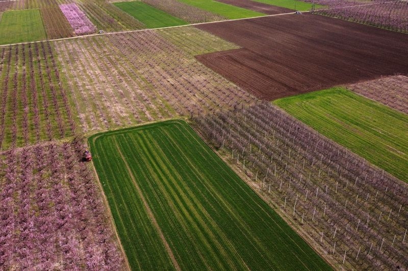 Trump tariffs send chill through Greek peach harvest