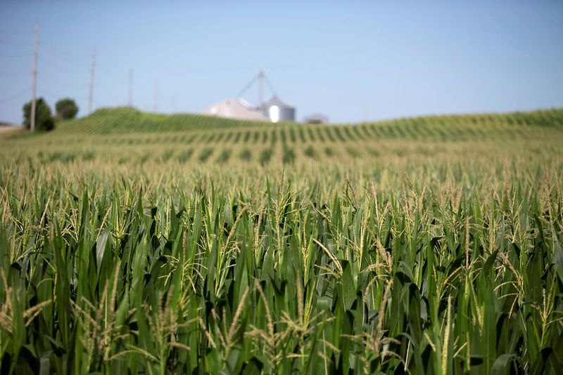 World food prices dip in May as cereal, sugar and vegoils drop