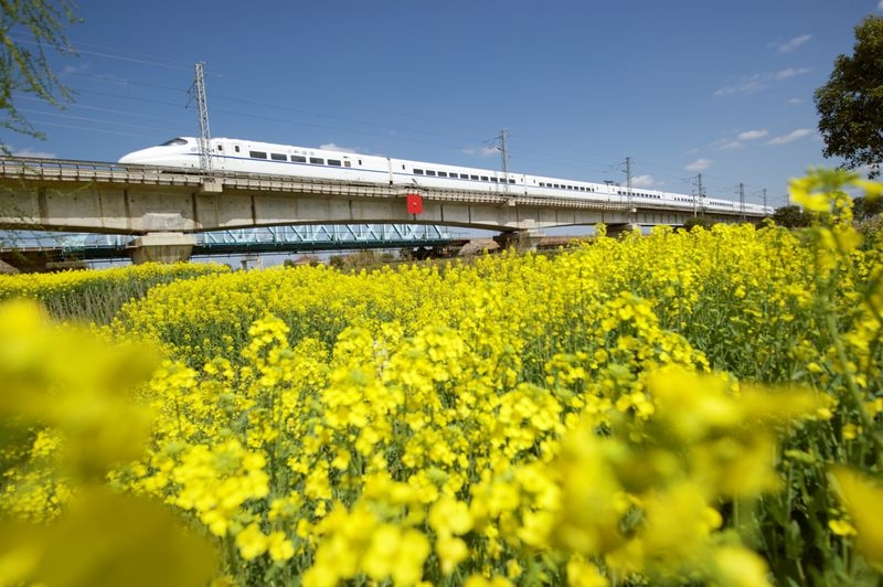 Exclusive-Australia nears breakthrough canola deal with China, sources say