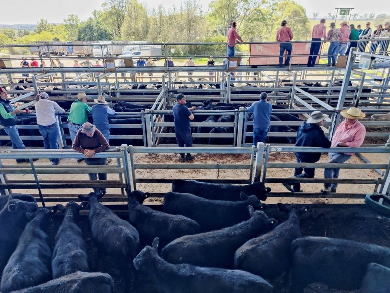 Trump attacked Australian beef, but industry looks like tariff winner
