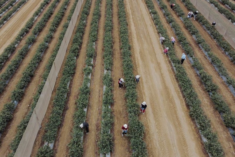 Peru, USA's top blueberry supplier, looks to China as tariffs hit
