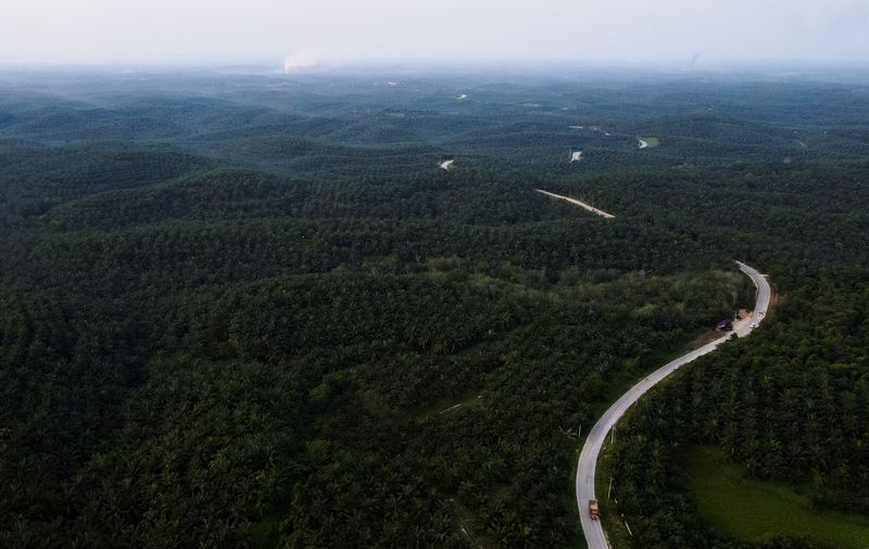 Indonesia arrests judge after palm oil companies cleared of graft charges
