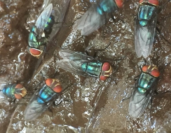 Missouri probes false report about screwworm pest that hurt US cattle prices