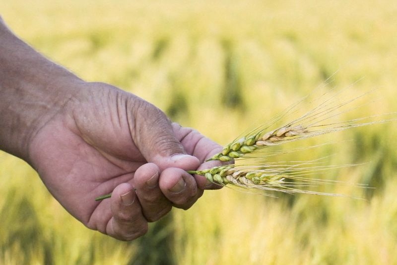 Bail hearing over smuggled fungus scheduled for Chinese researcher