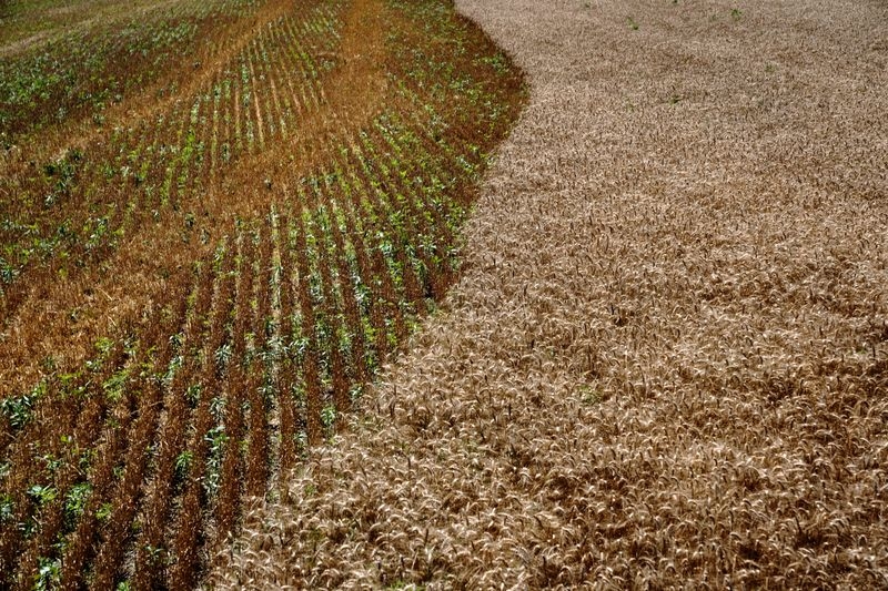'Amber waves of grain' recede in America's heartland as wheat farmers struggle