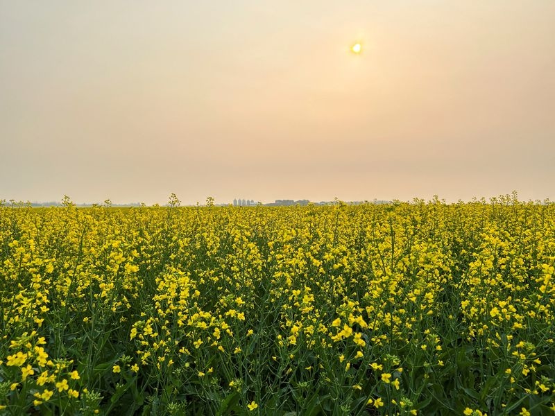 China imposes preliminary anti-dumping duty on Canadian canola imports