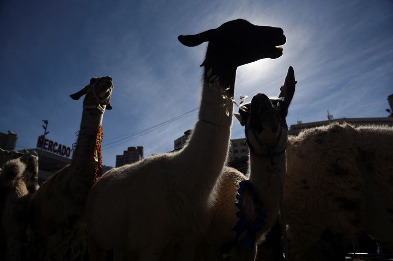 Heroes of the high plateau: UN celebrates South America's camelids