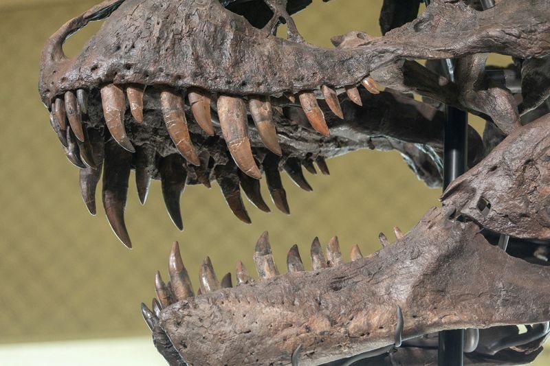 Biomechanics study shows how T. rex and other dinosaurs fed on prey