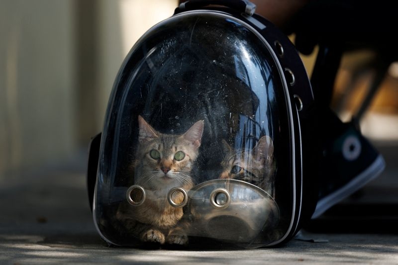 Pets end up in LA shelters after owners detained in immigration raids