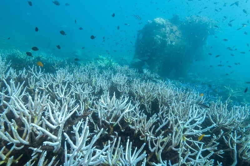 Global coral bleaching crisis spreads after hottest year, scientists say